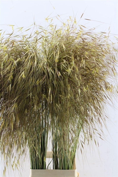<h4>Stipa Gigantea</h4>