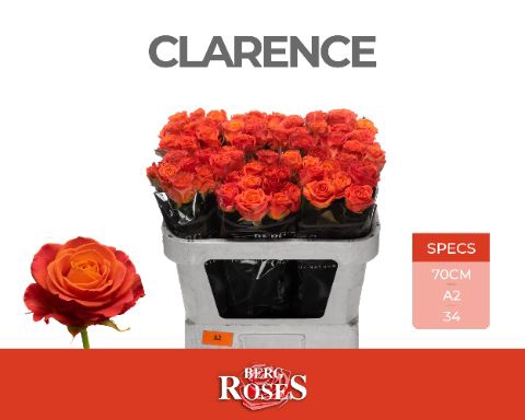 <h4>R Gr Clarence Berg A2</h4>