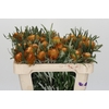 Banksia Dryandra