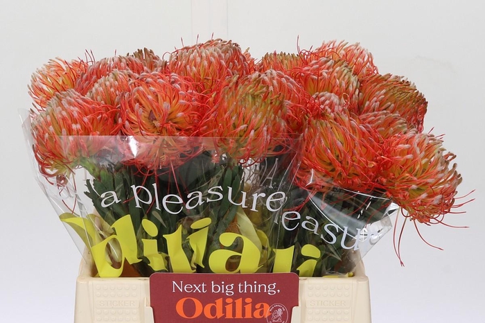 <h4>Nutans Blanche</h4>