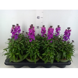 Erysimum  'Leya Purple Glow'