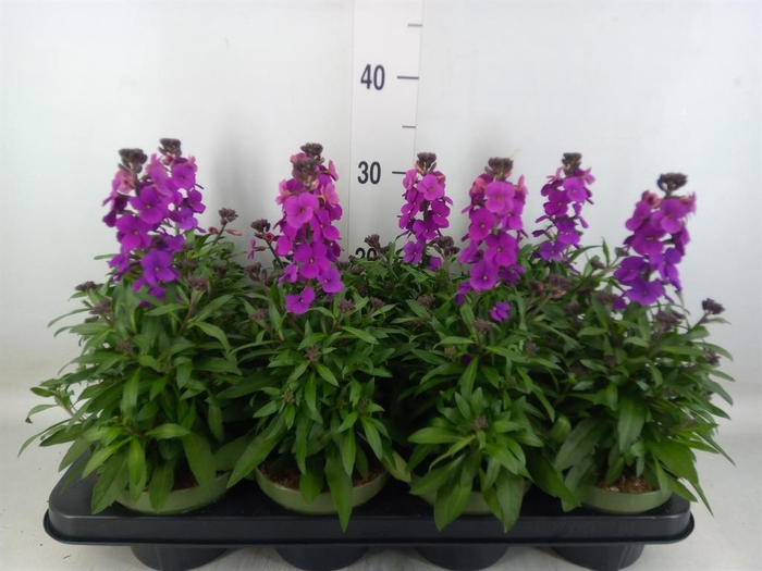 <h4>Erysimum  'Leya Purple Glow'</h4>