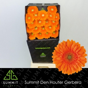 Germini Cuby Diamond