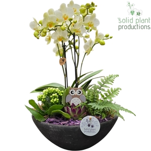 PH011 Ebbi Medium Purple Autumn