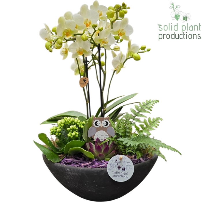 <h4>PH011 Ebbi Medium Purple Autumn</h4>