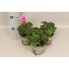 Pelargonium zonale Tammo (Rose with Eye)