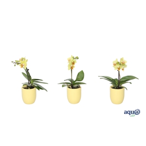 Hugo Citrus Tiny Dolls Geel 1T7+ Aqu@