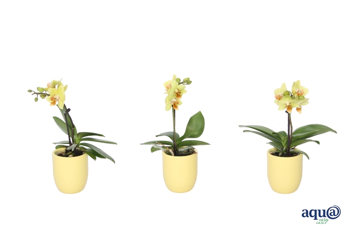 <h4>Hugo Citrus Tiny Dolls Geel 1T7+ Aqu@</h4>