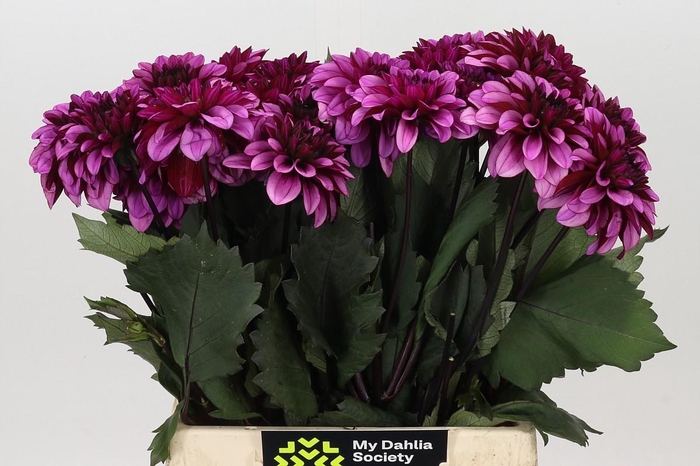 <h4>Dahlia Melissa Anne Marijke</h4>