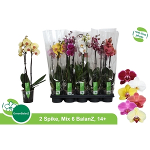 PHAL GEM 6 KL