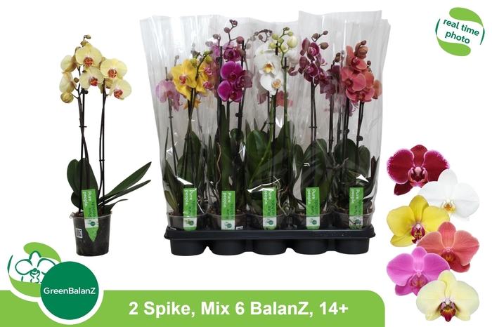 <h4>PHAL GEM 6 KL</h4>