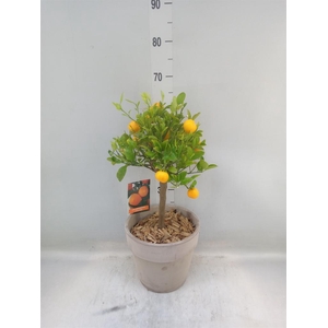 Arr.   Tuinplanten H%