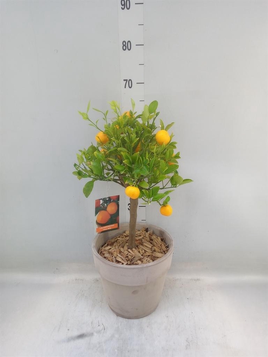 <h4>Arr.   Tuinplanten H%</h4>