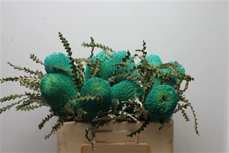 <h4>Banksia Speciosa Turqoise</h4>