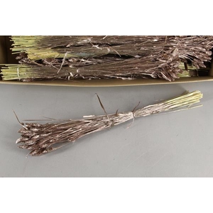 Df Phalaris Bs Champagne 80g