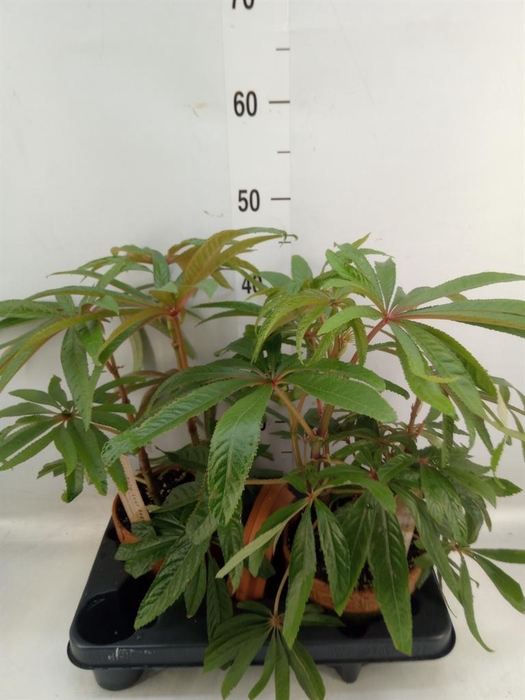 <h4>Begonia BD   ...</h4>