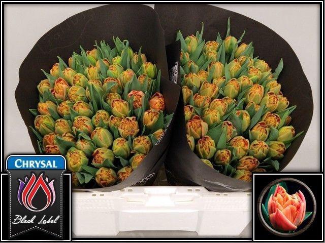 <h4>TU DU VALDIVIA</h4>