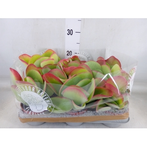 Kalanchoe NF thyrsiflora
