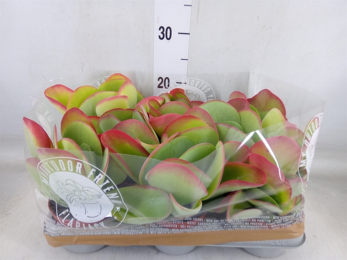 <h4>Kalanchoe NF thyrsiflora</h4>