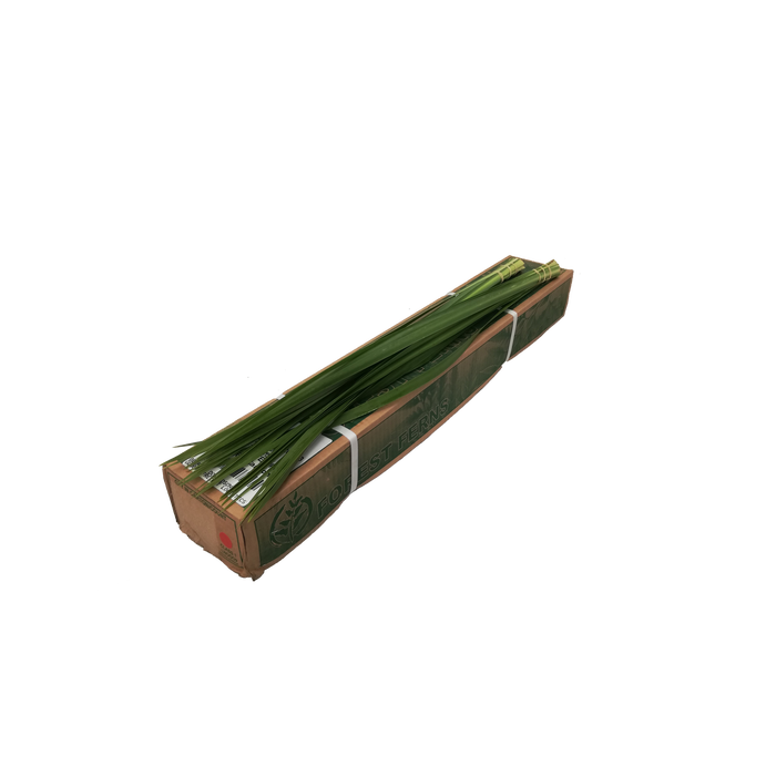 <h4>TYPHA LATIFOLIA BS</h4>