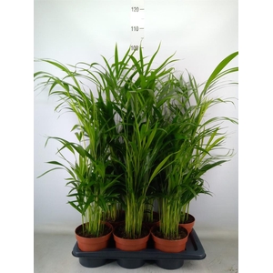 Dypsis lutescens   ...Chrysalidoca