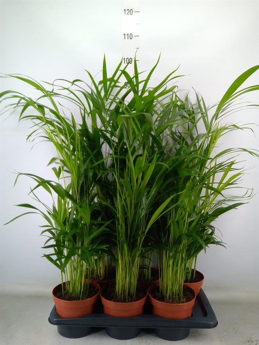 <h4>Dypsis lutescens   ...Chrysalidoca</h4>