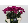 Dahlia Purple Fox