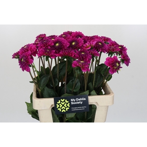 Dahlia Purple Fox