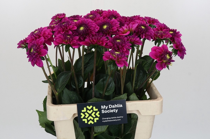 <h4>Dahlia Purple Fox</h4>