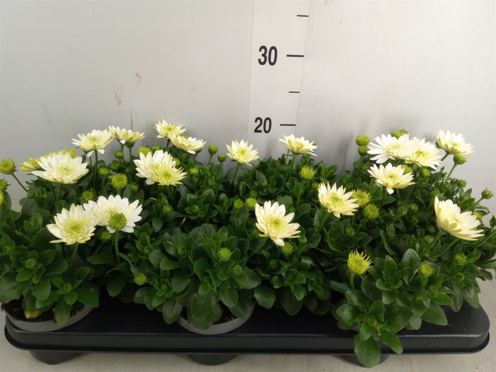 <h4>Osteospermum  '3D White'</h4>