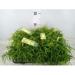 Rhipsalis baccifera 'Oasis'