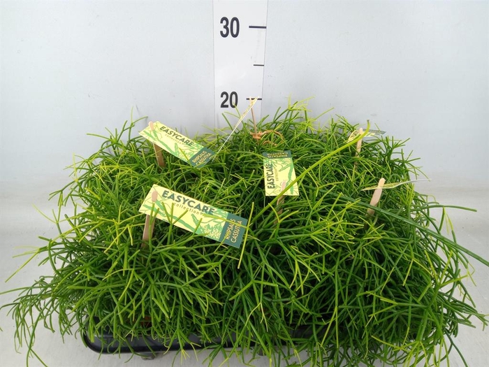 <h4>Rhipsalis baccifera 'Oasis'</h4>