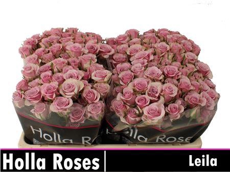<h4>R Tr Leila</h4>