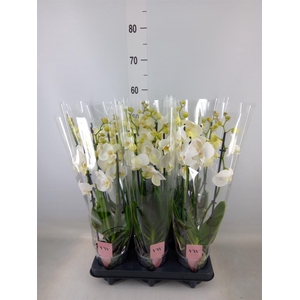 Phalaenopsis  'Ant Inverness'