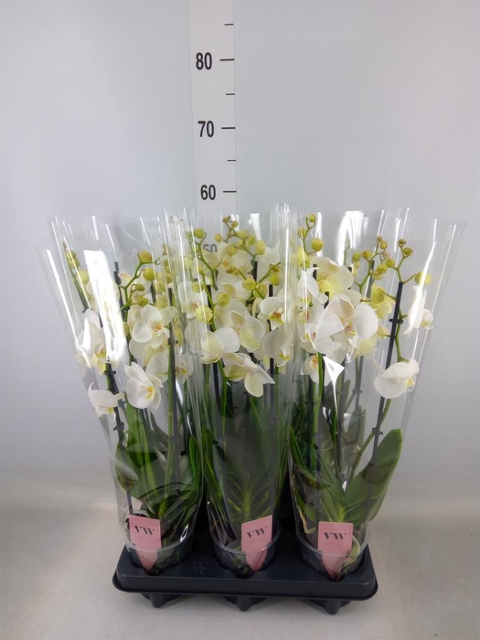 <h4>Phalaenopsis  'Ant Inverness'</h4>