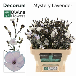 DI TE MYSTERY LAVENDER H%
