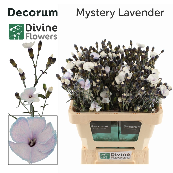<h4>DI TE MYSTERY LAVENDER H%</h4>