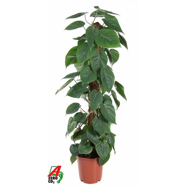 <h4>Philodendron scandens</h4>