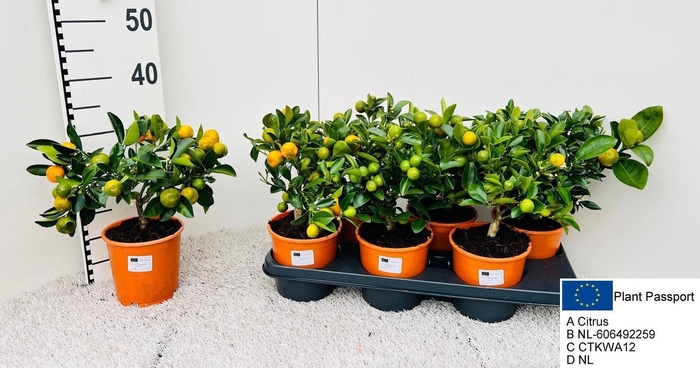 <h4>CITR MICROCARPA</h4>