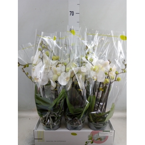 Phalaenopsis   ...white