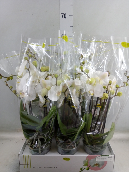 <h4>Phalaenopsis   ...white</h4>