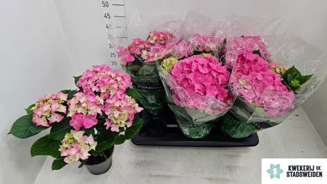 <h4>HYDR M EARLY ROSA</h4>