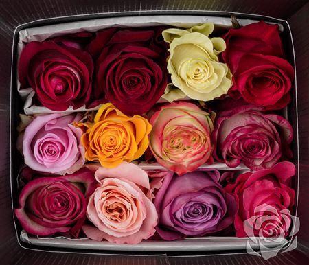 <h4>R EC RAINBOW</h4>