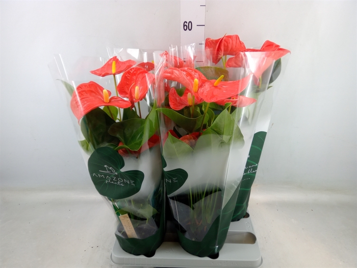 <h4>Anthurium andr. 'Florida'</h4>