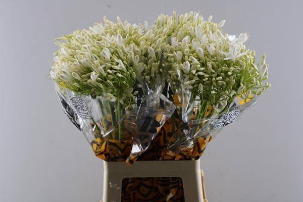 <h4>Agap White Heaven</h4>