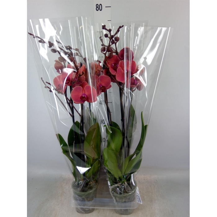 <h4>Phalaenopsis 'Asian Coral'</h4>