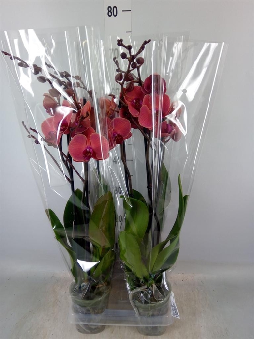 <h4>Phalaenopsis  'Asian Coral'</h4>