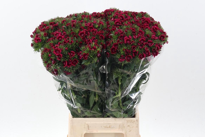 <h4>Di Barb Jolly</h4>