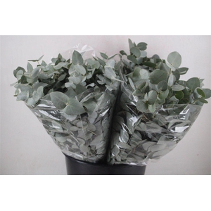 Euca Cinerea Short 150gr P Bunch