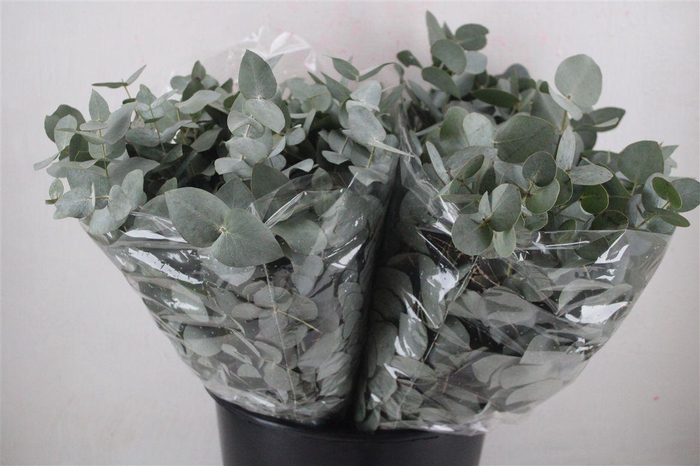 <h4>Euca Cinerea Short 150gr P Bunch</h4>